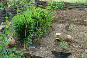 Guedelon_jardin_plantes_tinctoriales