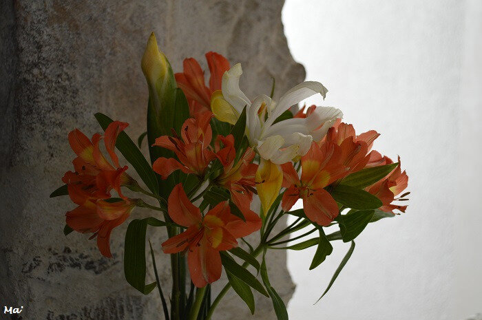 190224_bouquet_iris