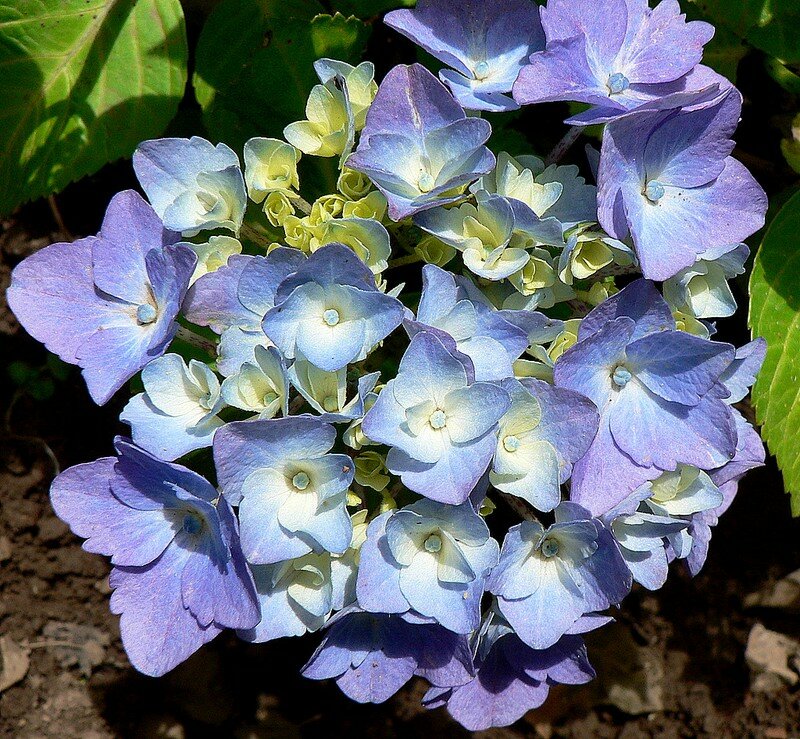 hortensia
