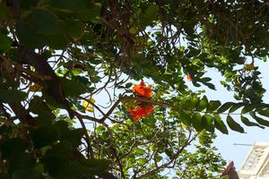 Tulipier du Gabon, Spatodea campanulata