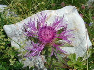 DSCF0034