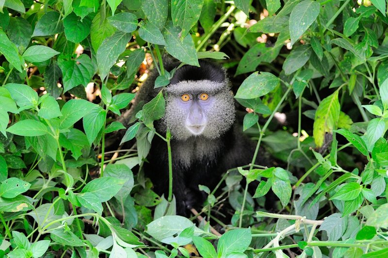 Cercopithèque diadème, réserve de Kakamega, Kenya (6)