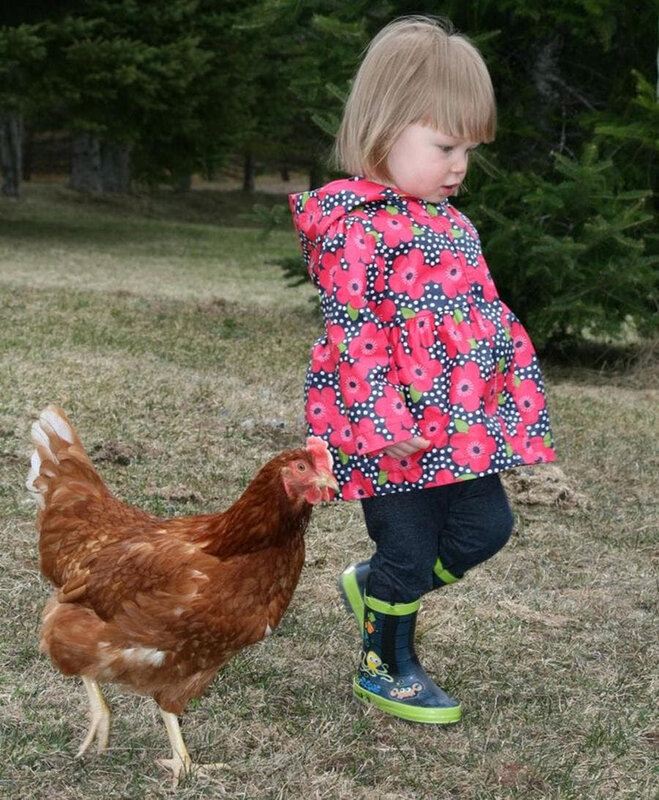 poules