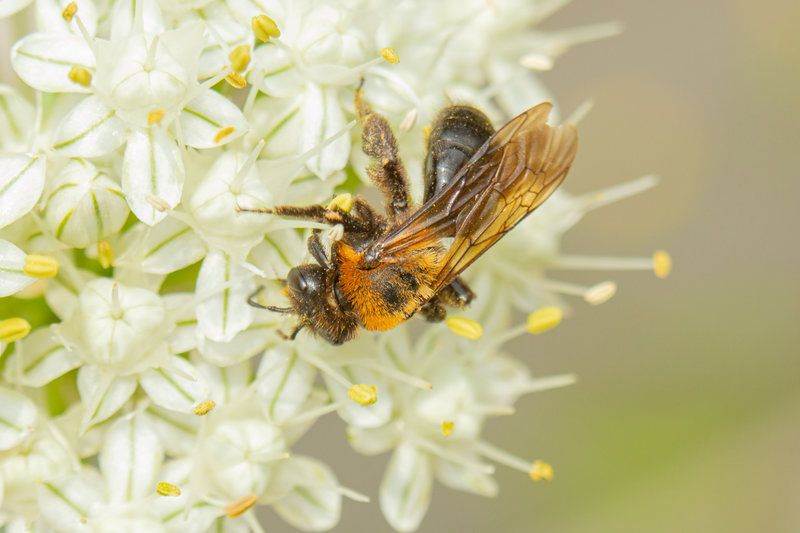 Megachile sculpturalis_8695