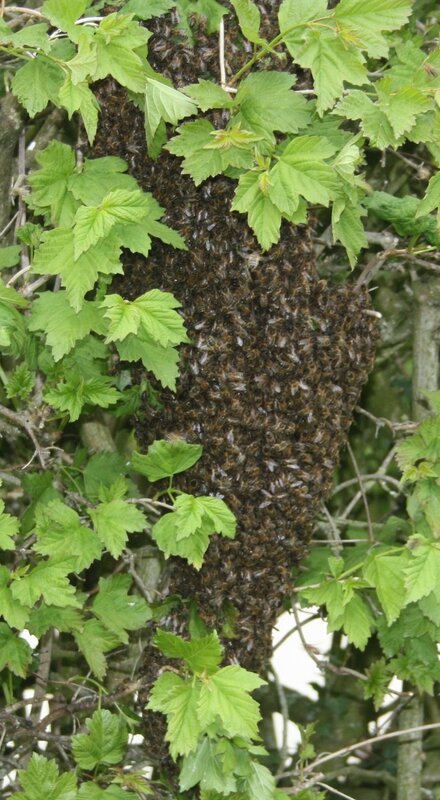 abeilles 0