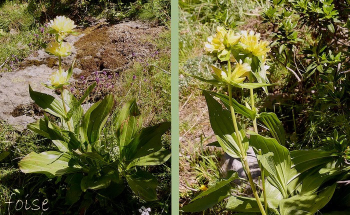 tige dressée robuste simple feuilles opposées ovales entières aux nervures convergentes très marquées