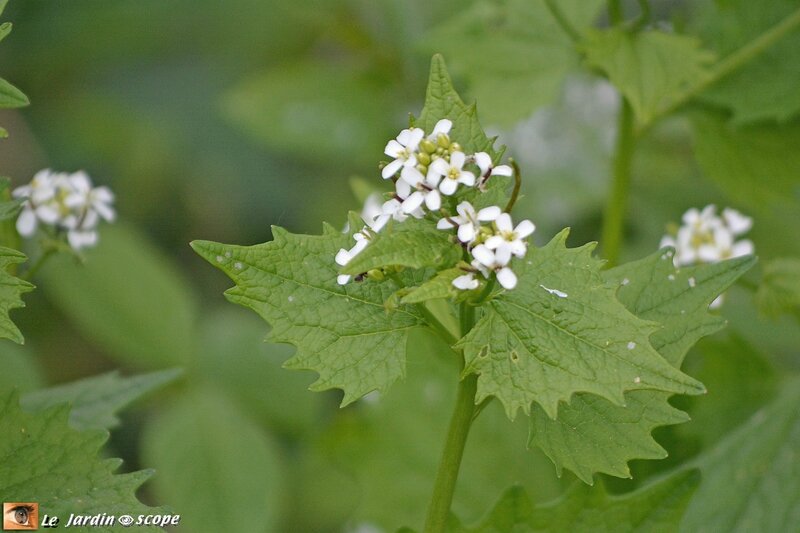 Alliaire officinale • Alliaria petiolata