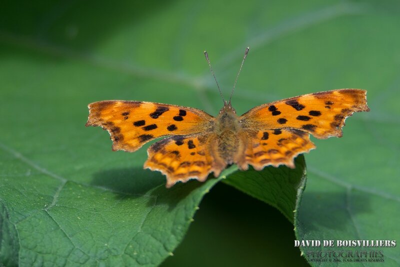Robert-le-diable (Polygonia c-album)