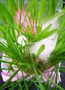 Herbes___chat1