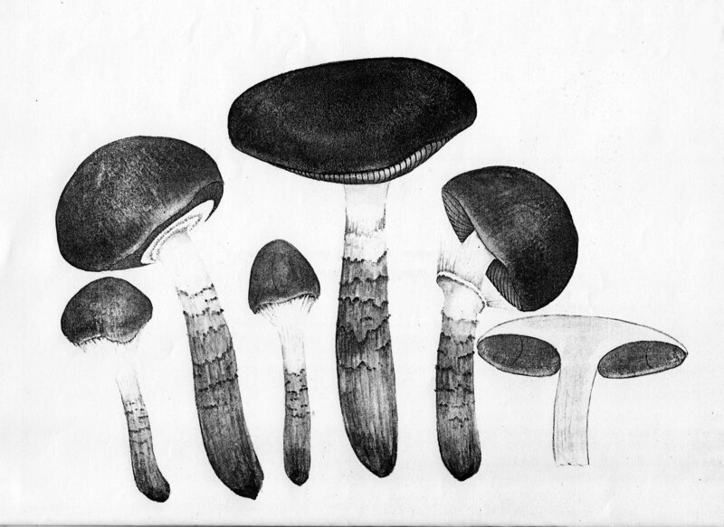 69_Cortinarius_collinitus_trivialis_var_subolivascens