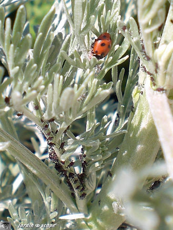 Pucerons_et_coccinelle