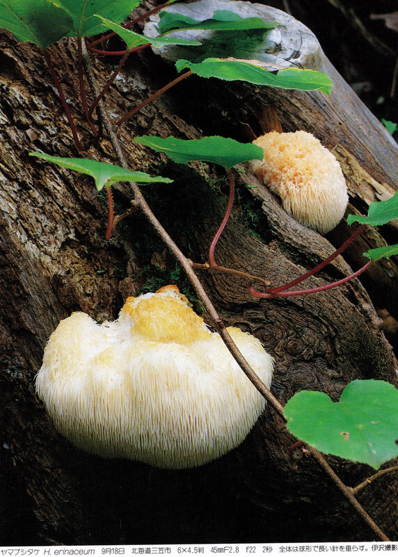 Hericium erinacem IOH p 433 a