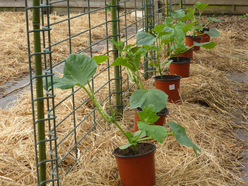 24-cornichons, plantation cornichons (6)