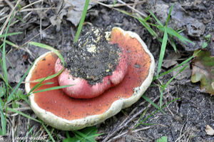 Boletus_satanas_3