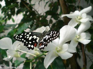 Papilio demoleus • Papilionidae