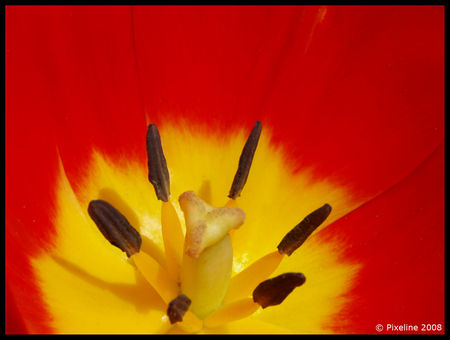 04_05_2008_fleur_tulipe01