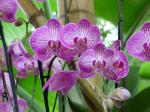 Visite Serres expo Orchidées (2)