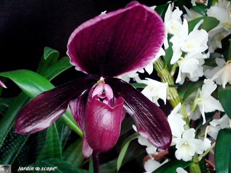 Paphiopedilum 'Raisin Glory' - Sabot de Vénus