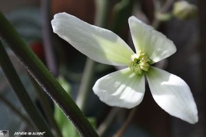 Clematis-Armandii