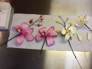 photo stage orchidées 2