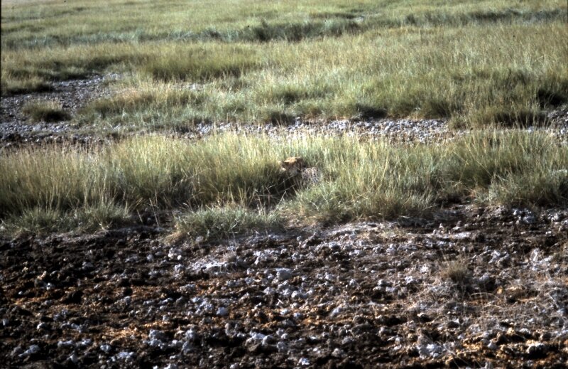 amboseli guepard a