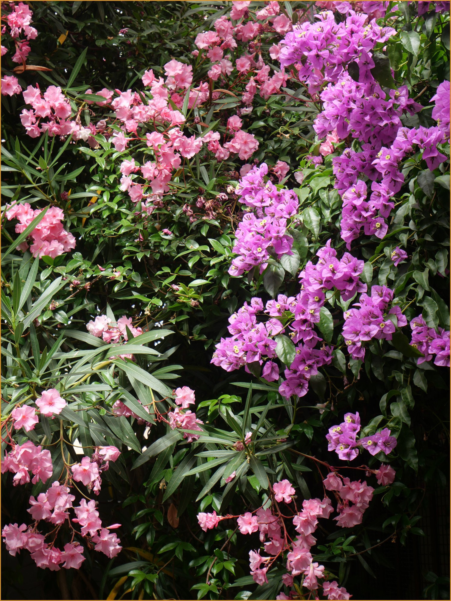 fleursud3