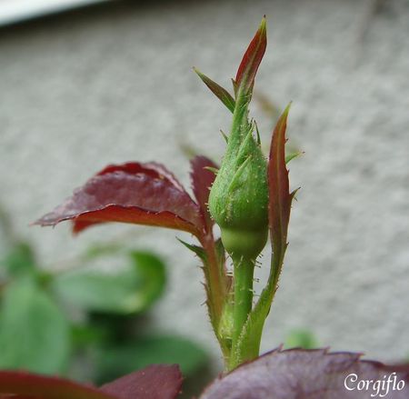 jardin_080709_boutonsRoses_01