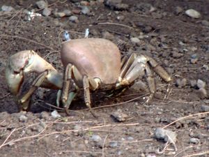 2011-11-06-006-crabe