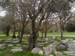 Parc archéologique de Rhodes