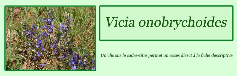 Vicia onobrychoides