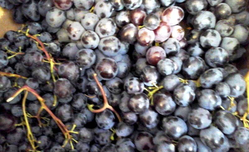 raisin muscat1