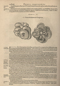 Clusius_pleurote1