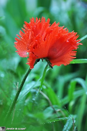 Papaver-orientale-Turkenlouis