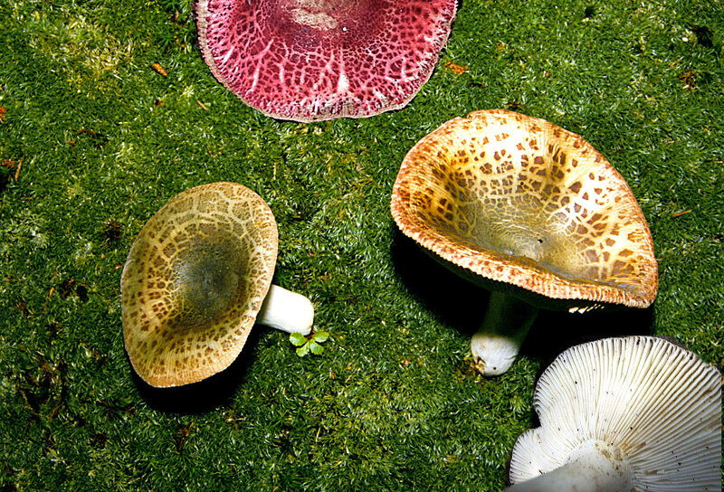 Russula viridirubrolimbata_1990_0706mont2
