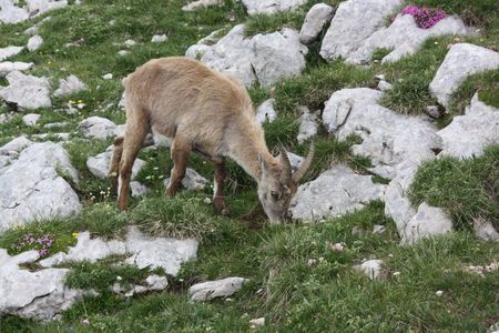 2009_06_29_Un_bouquetin_sur_le_sommet_du_Grand_Veymont__18_