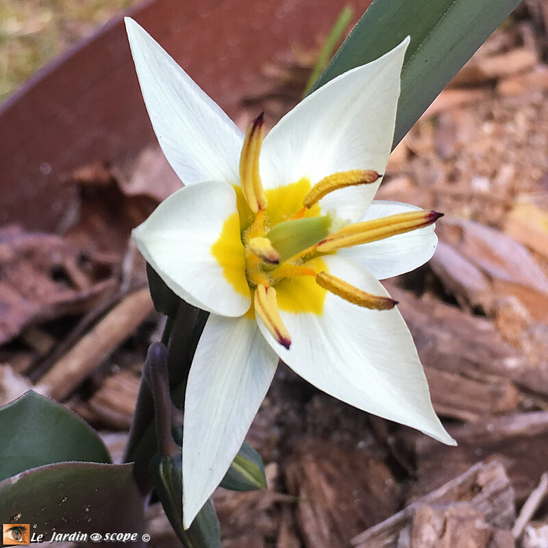 Tulipes-turkestanica-2