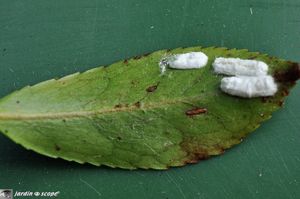 Cochenilles pulvinaires sur camélia