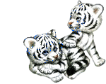 tigres_blancs