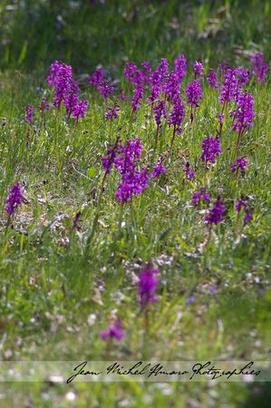2011_04_17_Orchis_mascula_03