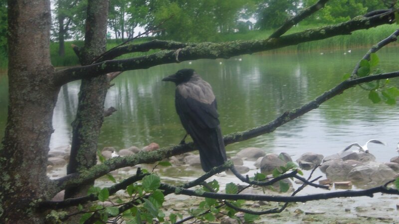 le corbeau de peterhof