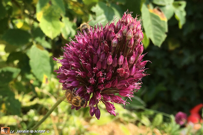 Allium-Sphaerocephalum-9