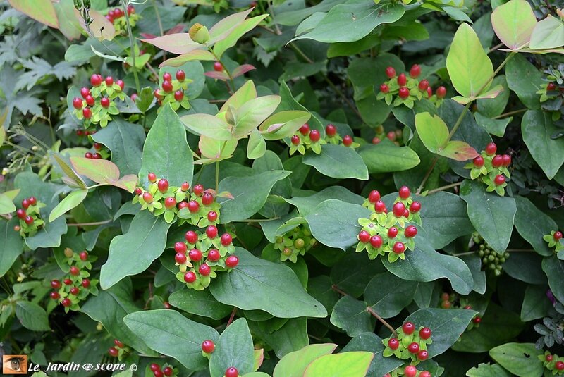 Hypericum-androsaenum-Orange-Flair