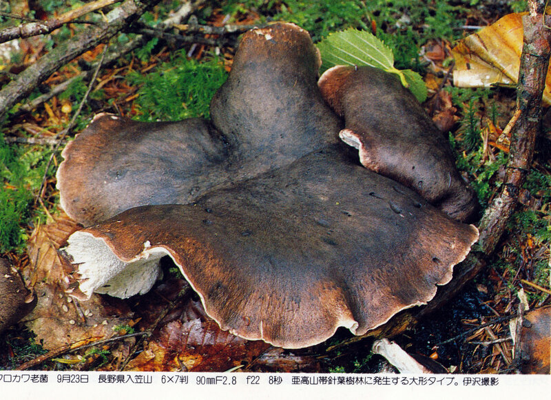 Boletopsis leucomelas IOH 445 Izawa