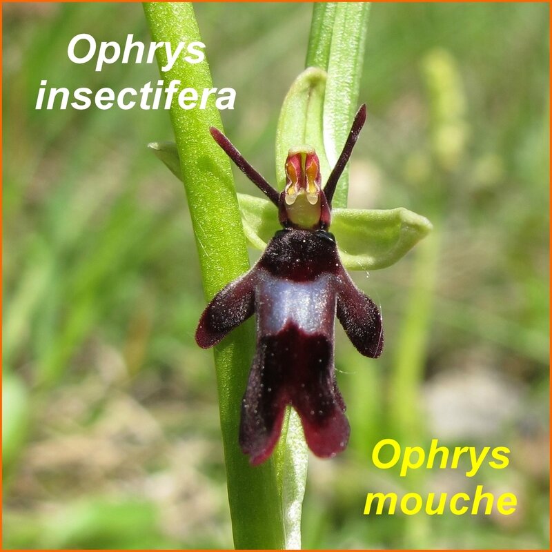 Ophrys insectifera - mouche - comp
