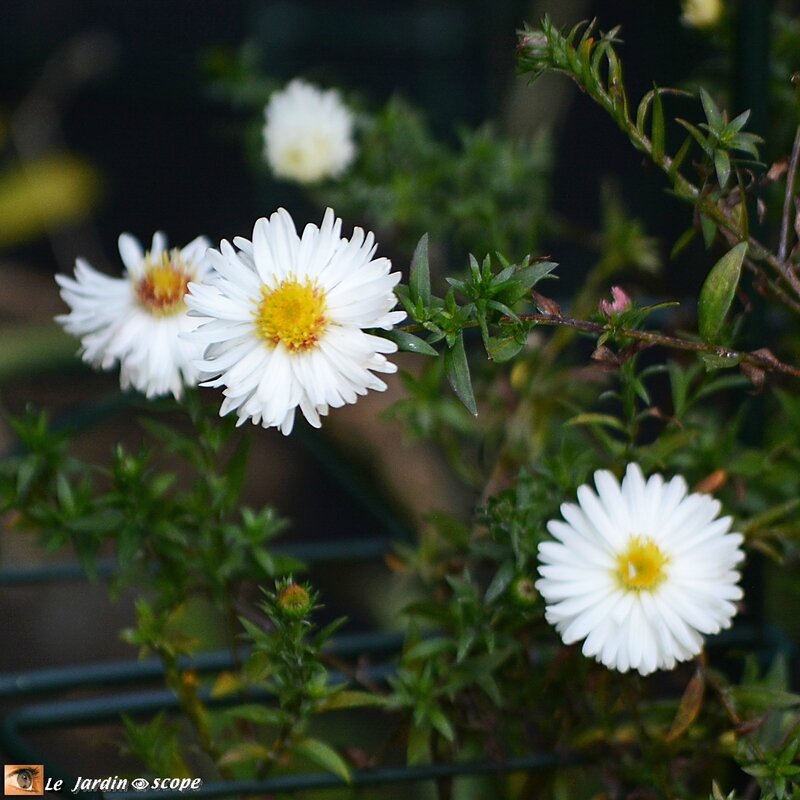 Aster-novii-belgii-White-Ladies-2