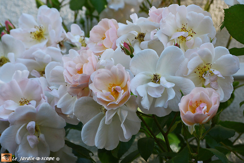 Rosa-Sourire d'Orchidée