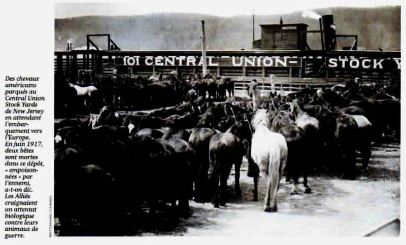 Chevaux à embarquer