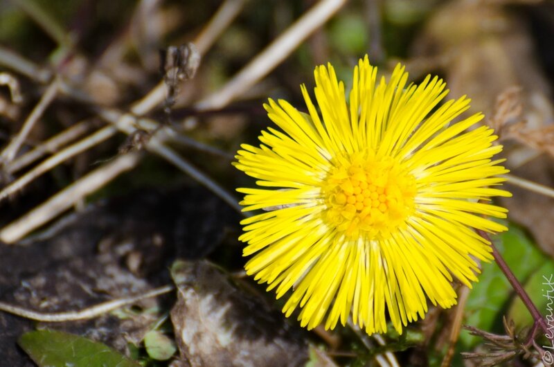 Tussilage - Tussilago farfara (2)