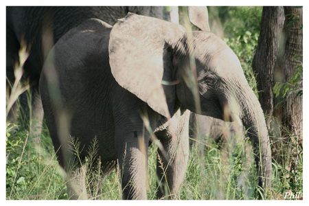 Kruger elephant bebe