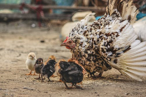poule_5